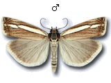 Crambus silvella