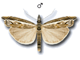 Platytes alpinella