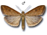 Udea ferrugalis