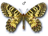 Zerynthia (Zerynthia) cassandra
