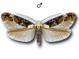 Mompha (Mompha) propinquella