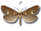 Lampronia flavimitrella