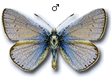 Polyommatus (Polyommatus) icadius