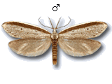 Pleurota (Pleurota) bicostella