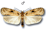 Agonopterix arenella