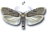 Agonopterix curvipunctosa