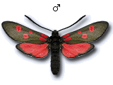 Zygaeninae