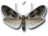 Tinagma perdicella