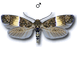Elachista (Aphelosetia) bisulcella