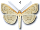 Hodebertia testalis
