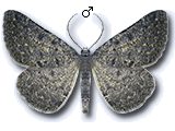 Gnophos (Gnophos) obfuscata