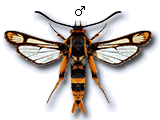 Chamaesphecia (Scopulosphecia) masariformis