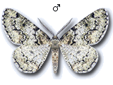 Cleorodes lichenaria