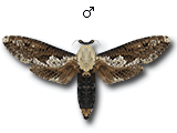 MU