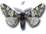 Biston strataria