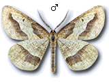 Aspitates acuminaria