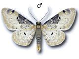 Idaea filicata