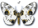Abraxas (Calospilos) sylvata