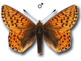 Boloria (Boloria) napaea