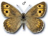 Pseudochazara beroe