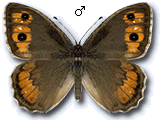 Pseudochazara mniszechii