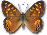 Pararge xiphia