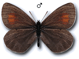 Erebia fasciata