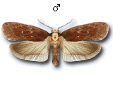 Depressaria (Depressaria) leucocephala