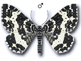 Rheumaptera hastata