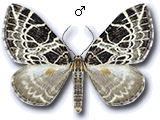 Eustroma reticulata