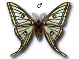 Actias isabellae