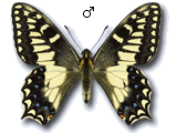 Papilio (Papilio) hospiton
