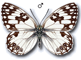 Melanargia (Argeformia) occitanica