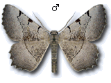 Neognopharmia stevenaria
