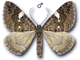 Larentia malvata