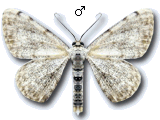 Scopula (Calothysanis) confinaria