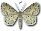 Idaea subsaturata