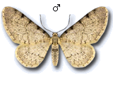 Eupithecia carpophagata