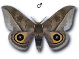 MU