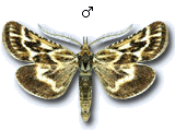 Synaphe diffidalis