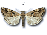 Euchromius cambridgei