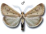 Achyra nudalis