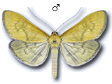 Mecyna lutealis