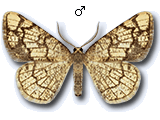Stegania dilectaria