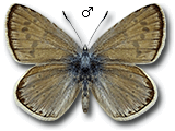 Polyommatus (Plebicula) nivescens