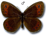 Erebia palarica