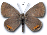 Freyeria trochylus