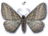Costaconvexa polygrammata