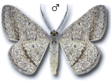 Isturgia catalaunaria
