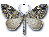 Thera variata